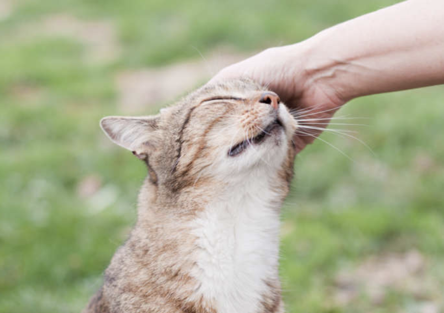 猫ちゃんの顔すりすり